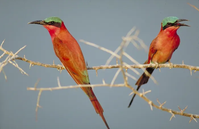 Framed Print : Southern Carmine Bee-Eaters Framed Print : Southern Carmine Bee-Eaters