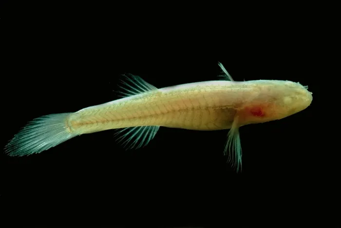 Framed Print : Southern Cave Fish