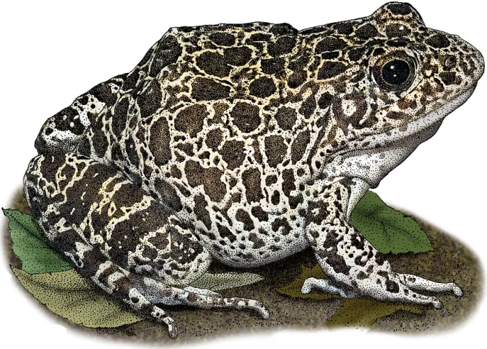 Framed Print : Southern Crawfish Frog, Illustration Framed Print : Southern Crawfish Frog, Illustration