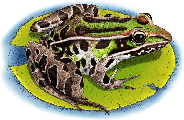 Framed Print : Southern Leopard Frog Framed Print : Southern Leopard Frog