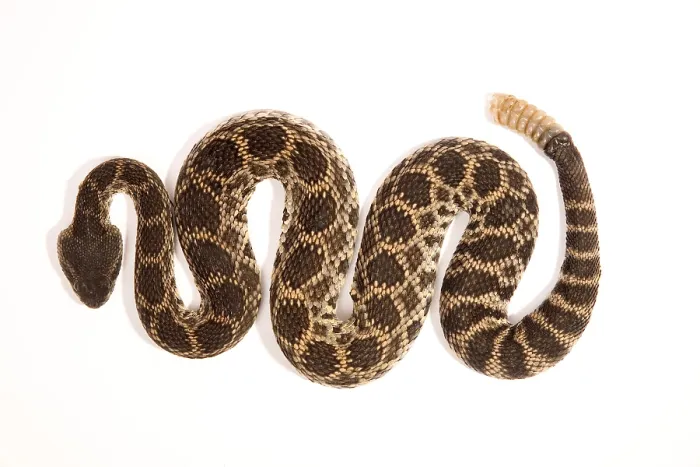 Framed Print : Southern Pacific Rattlesnake