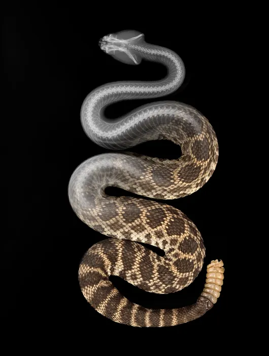 Framed Print : Southern Pacific Rattlesnake, X-Ray Framed Print : Southern Pacific Rattlesnake, X-Ray