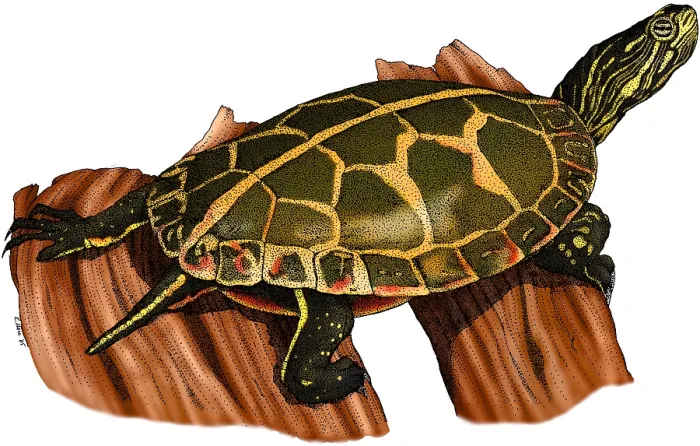 Framed Print : Southern Painted Turtle Framed Print : Southern Painted Turtle