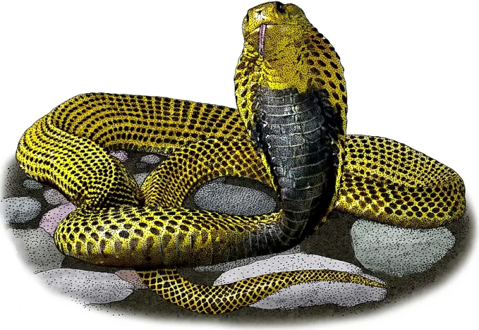 Framed Print : Southern Philippine Cobra Framed Print : Southern Philippine Cobra