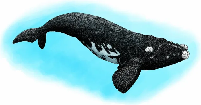 Framed Print : Southern right whale Framed Print : Southern right whale