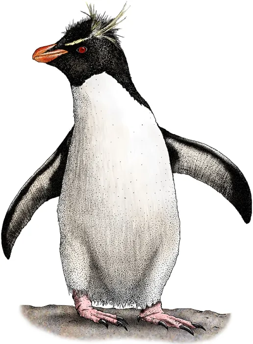 Framed Print : Southern Rockhopper Penguin Framed Print : Southern Rockhopper Penguin