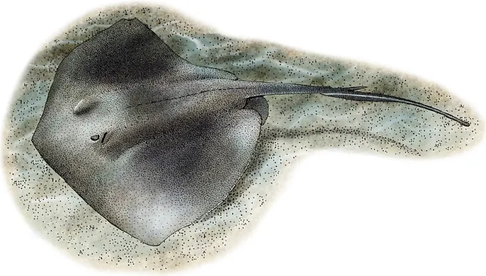 Framed Print : Southern Stringray Framed Print : Southern Stringray