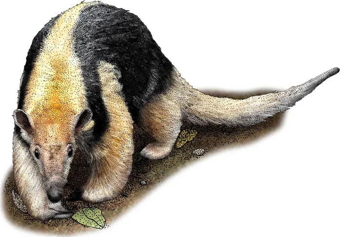 Framed Print : Southern Tamandua