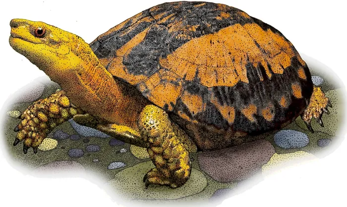 Framed Print : Southern Vietnamese Box Turtle Framed Print : Southern Vietnamese Box Turtle