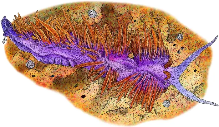 Framed Print : Spanish Shawl Nudibranch Framed Print : Spanish Shawl Nudibranch