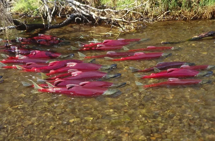 Framed Print : Spawning Sockeye Salmon