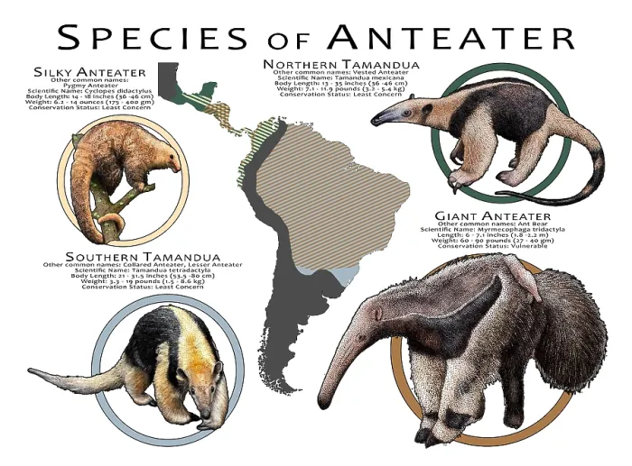Framed Print : Species of Anteater