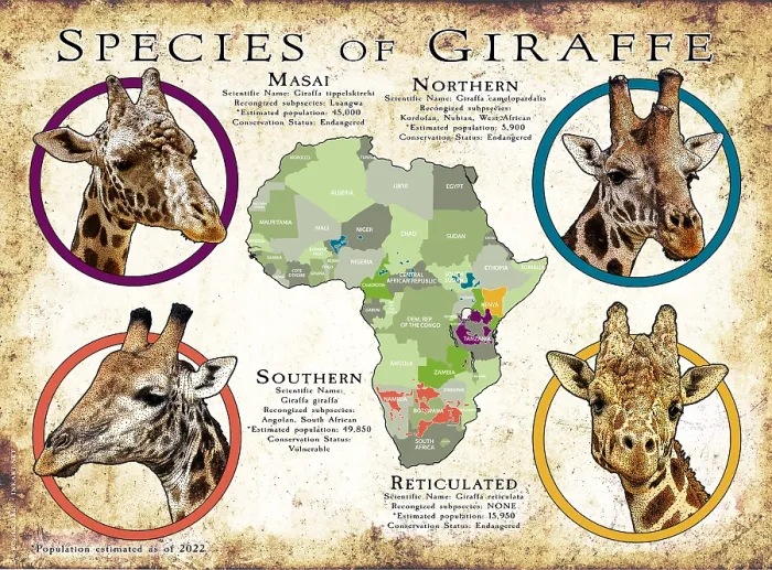 Framed Print : Species of Giraffe Framed Print : Species of Giraffe