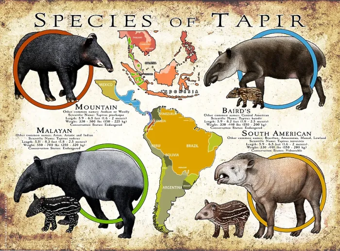 Framed Print : Species of Tapir Framed Print : Species of Tapir