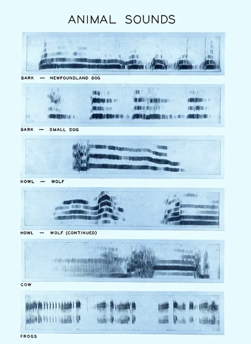 Framed Print : Spectrogram of Animal Sounds Framed Print : Spectrogram of Animal Sounds
