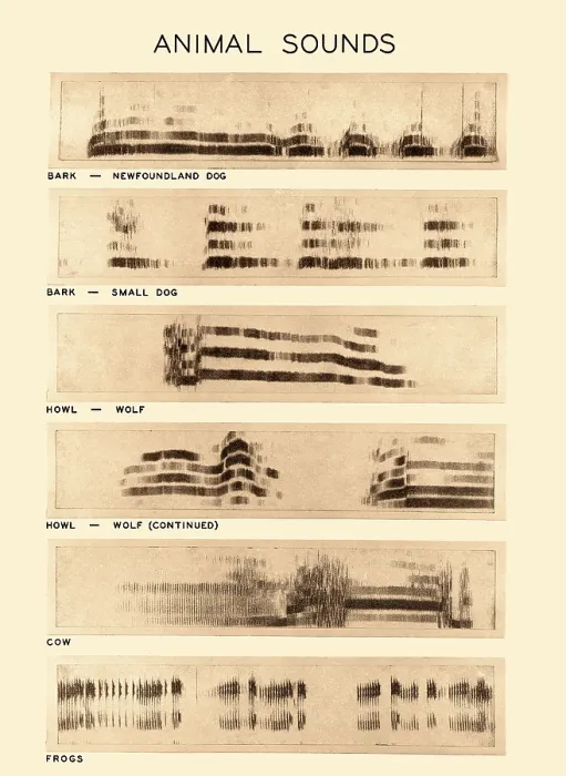Framed Print : Spectrogram of Animal Sounds Framed Print : Spectrogram of Animal Sounds