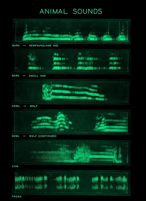 Framed Print : Spectrogram of Animal Sounds