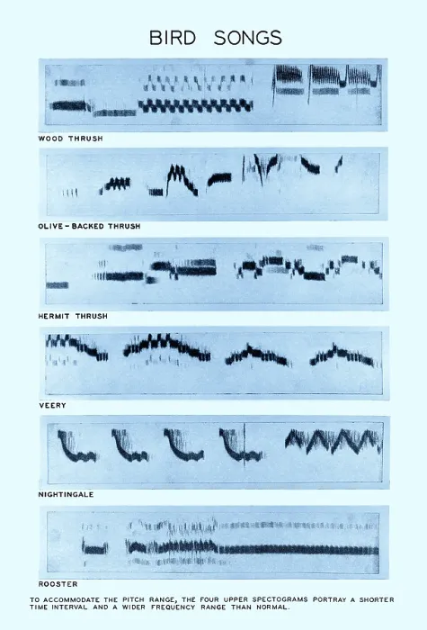 Framed Print : Spectrogram of Bird Songs Framed Print : Spectrogram of Bird Songs