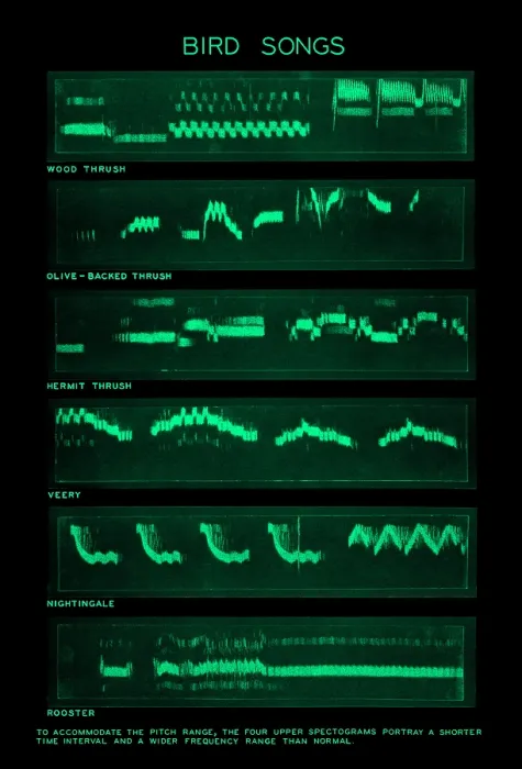 Framed Print : Spectrogram of Bird Songs Framed Print : Spectrogram of Bird Songs