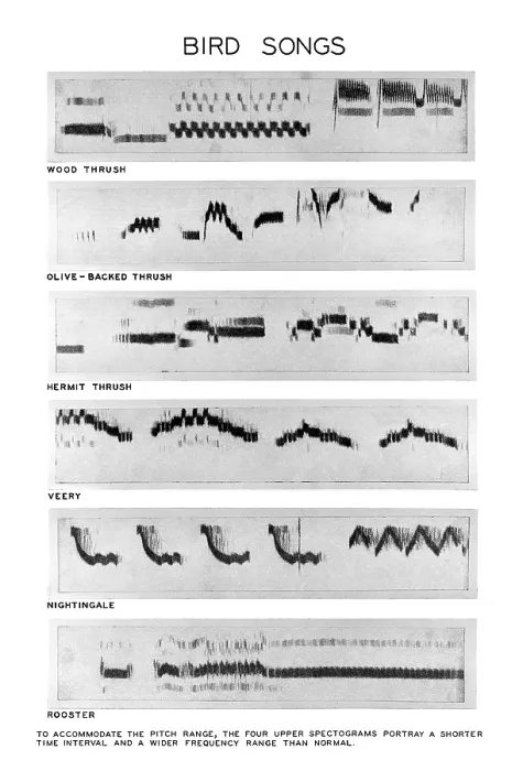 Framed Print : Spectrograms Framed Print : Spectrograms