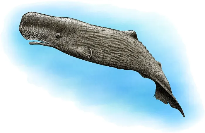 Framed Print : Sperm Whale Framed Print : Sperm Whale