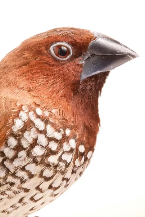 Framed Print : Spice Finch (Lonchura punctulata) portrait