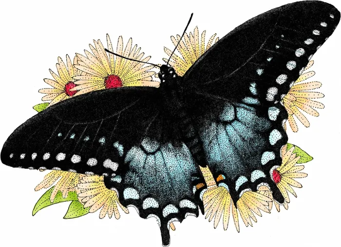 Framed Print : Spicebush Swallowtail Butterfly Framed Print : Spicebush Swallowtail Butterfly