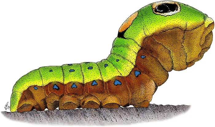 Framed Print : Spicebush Swallowtail Caterpillar Framed Print : Spicebush Swallowtail Caterpillar