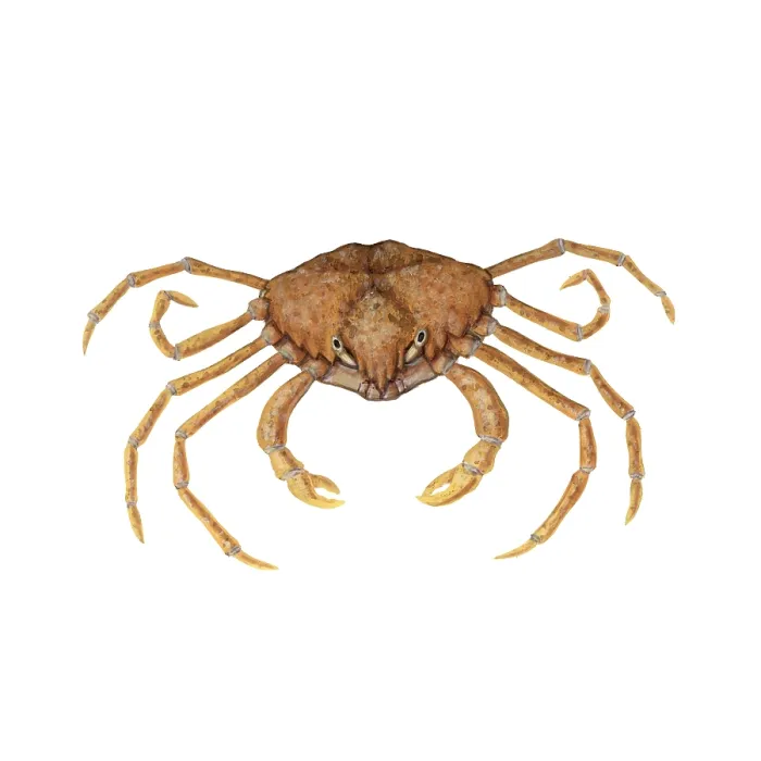 Framed Print : Spider Crab Framed Print : Spider Crab