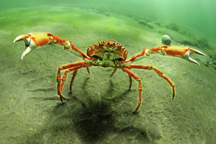 Framed Print : Spider crab walking underwater