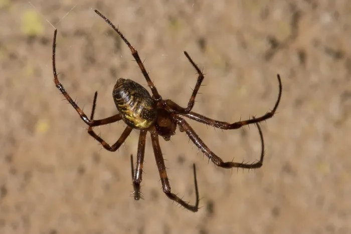 Framed Print : Spider (Meta ovalis) Framed Print : Spider (Meta ovalis)