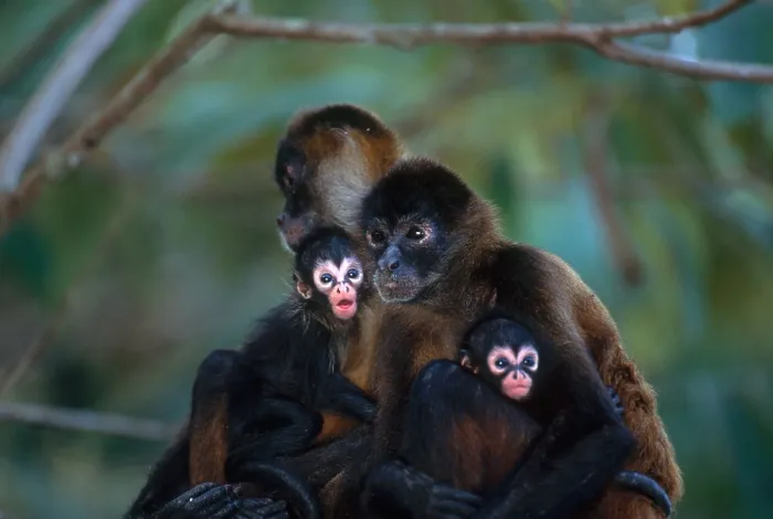 Framed Print : Spider monkeys Framed Print : Spider monkeys
