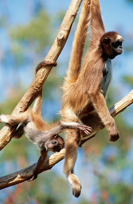 Framed Print : Spider Monkeys hanging from vines