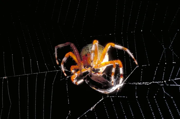 Framed Print : Spider & Prey