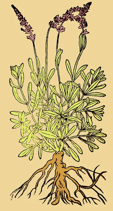 Framed Print : Spikenard, Alchemy Plant Framed Print : Spikenard, Alchemy Plant