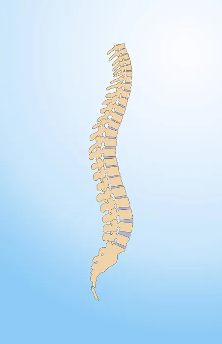 Framed Print : Spinal Column