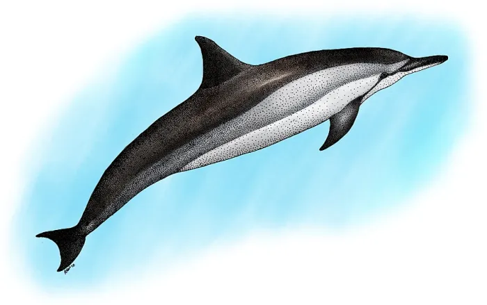 Framed Print : Spinner Dolphin