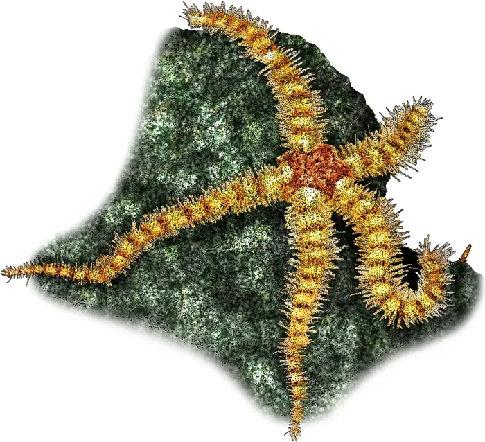 Framed Print : Spiny Brittle Star