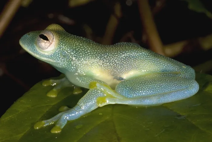Framed Print : Spiny Glass Frog Framed Print : Spiny Glass Frog