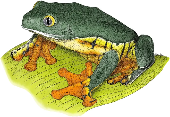 Framed Print : Splendid Leaf Frog Framed Print : Splendid Leaf Frog