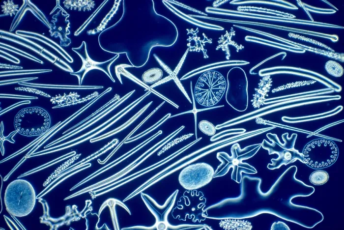 Framed Print : Sponge Spicules