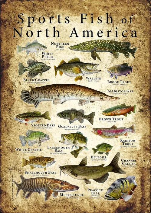 Framed Print : Sports Fish of North America Framed Print : Sports Fish of North America