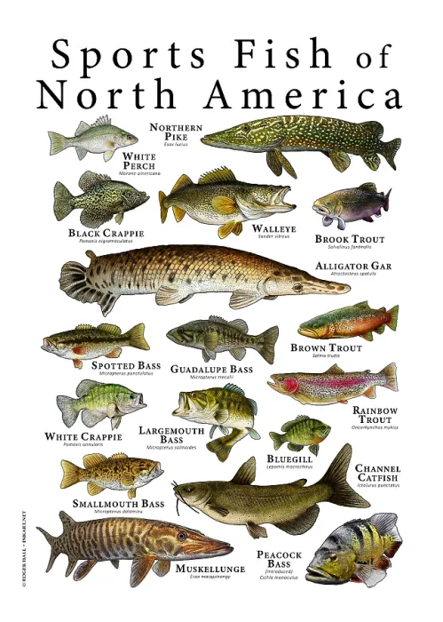 Framed Print : Sports Fish of North America Framed Print : Sports Fish of North America