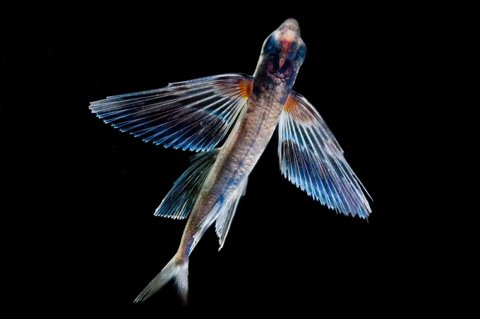 Framed Print : Spotfin Flyingfish Framed Print : Spotfin Flyingfish