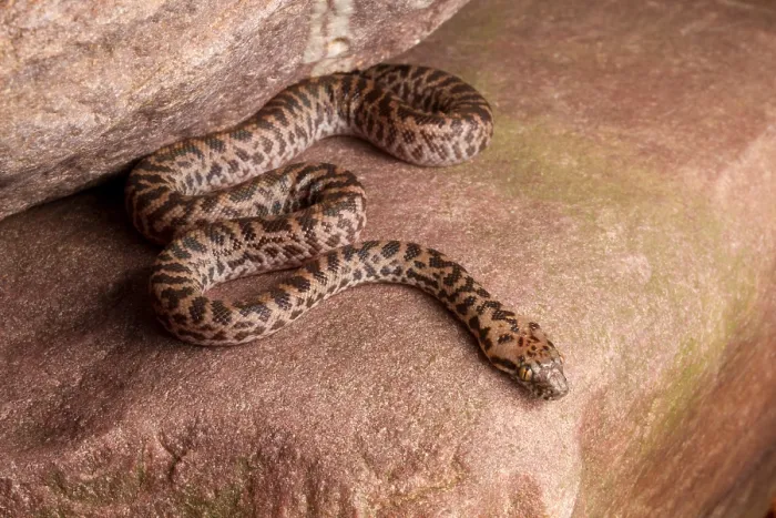 Framed Print : Spotted Python (Antaresia maculosa)