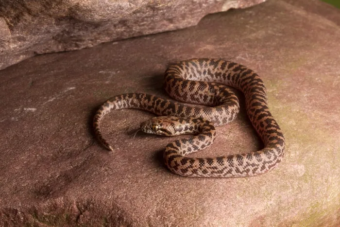 Framed Print : Spotted Python (Antaresia maculosa) Framed Print : Spotted Python (Antaresia maculosa)
