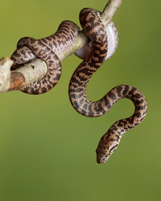 Framed Print : Spotted Python (Antaresia maculosa) on branch Framed Print : Spotted Python (Antaresia maculosa) on branch