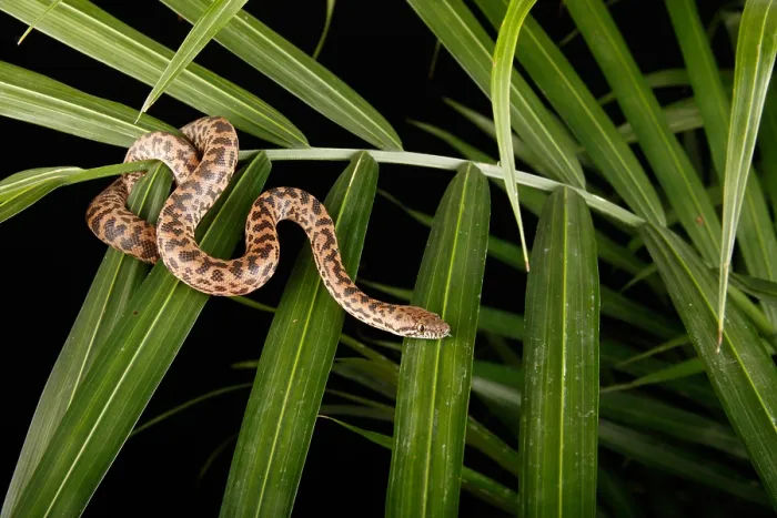 Framed Print : Spotted Python ( Antaresia maculosa) on Palm Framed Print : Spotted Python ( Antaresia maculosa) on Palm