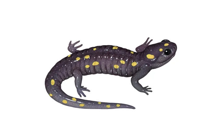 Framed Print : Spotted Salamander Framed Print : Spotted Salamander