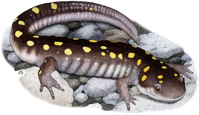 Framed Print : Spotted Salamander